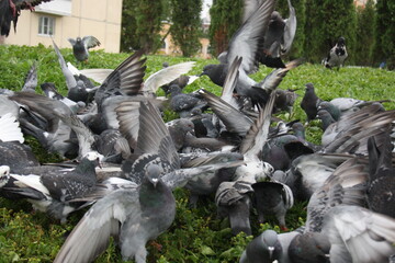 pigeons in the city