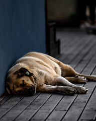 The street dog sleeps on a wooden floor