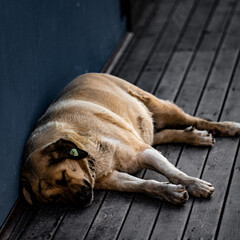 The street dog sleeps on a wooden floor