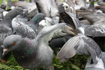 group of pigeons