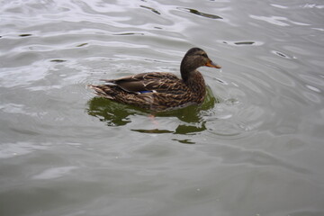 duck on the water