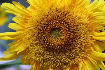 Obraz premium image of sunflowers in the field close-up