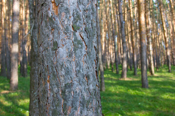 coniferous forest