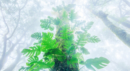 Ancient tropical rainforest in the mist.