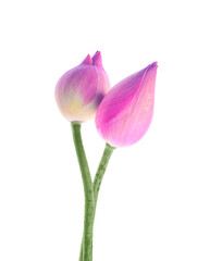 Fototapeta na wymiar Pink lotus isolated on white background