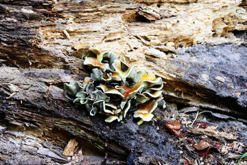fungus on tree trunk