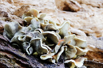 mushrooms on a trunk