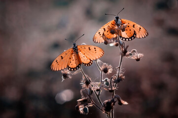 two butterflies basking in the morning