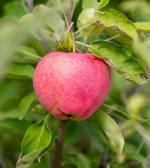 Ripe apples on the branches of a tree in summer.
