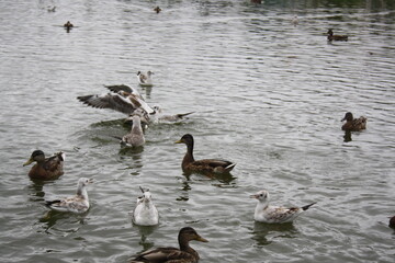 ducks and seagulls on the pond