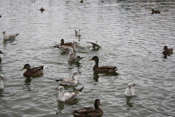 ducks and seagulls on the pond