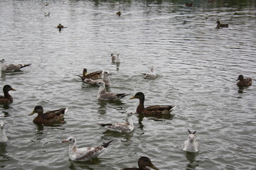ducks and seagulls on the pond