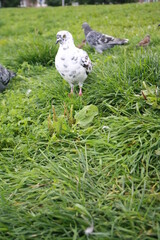 white dove on the grass