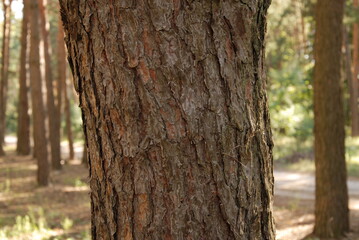 Green pine forest at summer