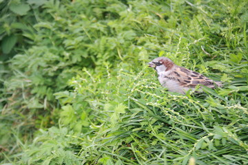 sparrow on the grass