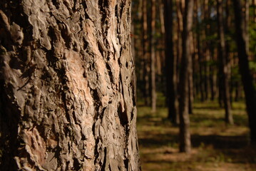 tree trunk in the forest