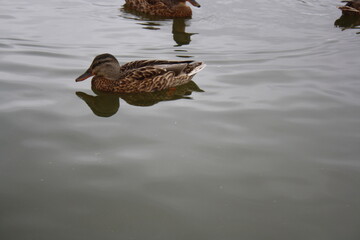 duck swims in the pond close up