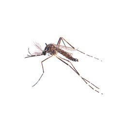 Mosquito isolated on white background