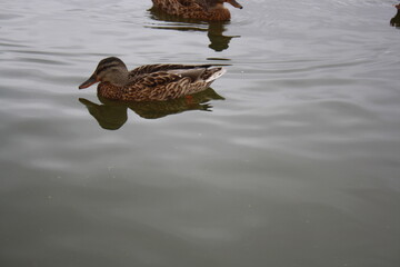 duck swims in the pond close up