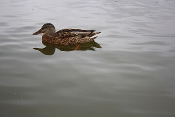 duck swims in the pond close up