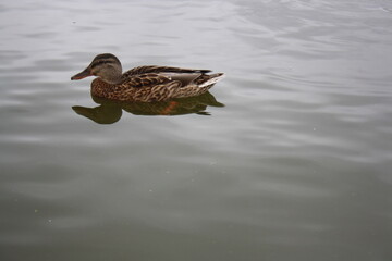 duck swims in the pond close up