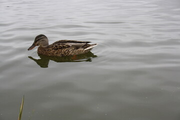 duck swims in the pond close up