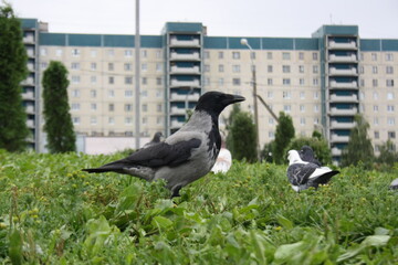 crow walks on the grass in the city park