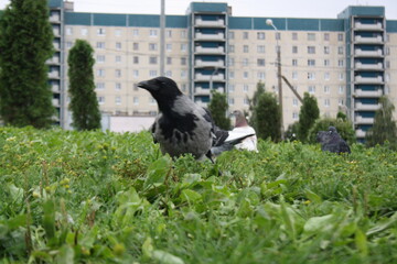 crow walks on the grass in the city park