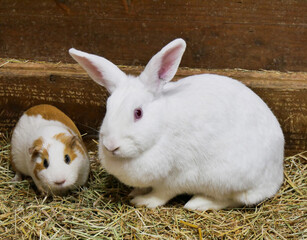 Obraz premium Portrait of cute white and brown guinea pig and white rabbit. Close up photo.
