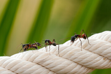 Ants on rope