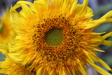 image of sunflowers in the field close-up
