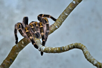 tarantula on a tree