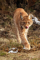 The Eurasian lynx (Lynx lynx) going against a photographer in the early spring with tongue