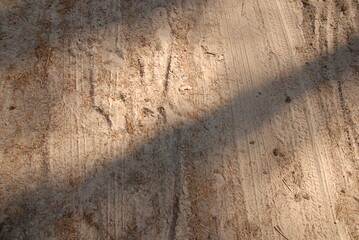 Green pine forest at summer