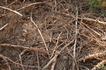 tree roots background