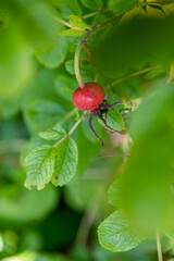 Close up view of red fruit of Rosa majalis (also known as cinnamon rose) plant among green leaves. Selective focus. Blurred background. Theme of plants for ornamental garden.