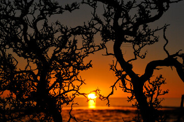 Gnarled tree branches in silhouette as the sun sets.