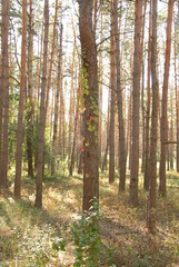 Obraz premium path in the woods