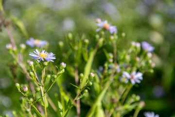 Close up view of bushy aster flowers (Symphyotrichum dumosum), also known as rice button aster. Side view. Selective  focus. Copy space for your text.