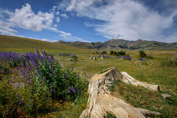 Fantastic mountain landscape on sunny summer day. Plants with blue flowers near the stream against the mountains and clear sky with white clouds. Beautiful natural backgrounds, wallpapers.