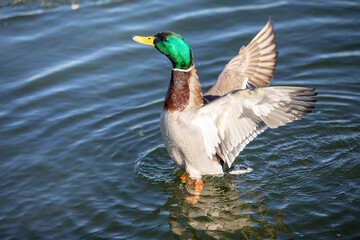 Obraz premium A drake mallard duck flapping his wings on a lake