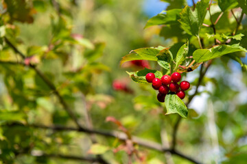View of guelder rose (Viburnum opulus) red berries on the branch. Blurred background. Selective focus. Copy space for your text. Theme of trees for ornamental garden.