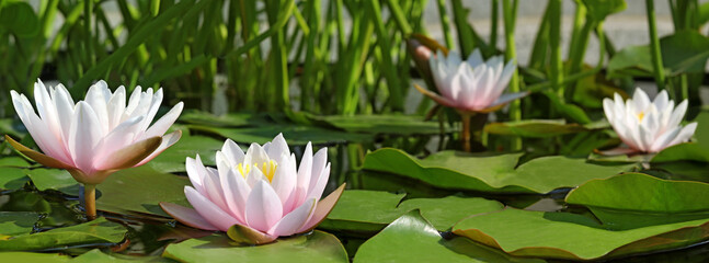 Image of a water lily in a city park close-up..Image of a lotus flower in the water close-up.