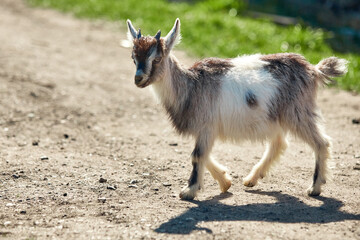 a small, frisky, playful goat, white and gray with horns frolicking on the lawn with the grass at midday in the summer