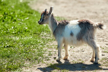 a small, frisky, playful goat, white and gray with horns frolicking on the lawn with the grass at midday in the summer