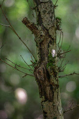 Baum