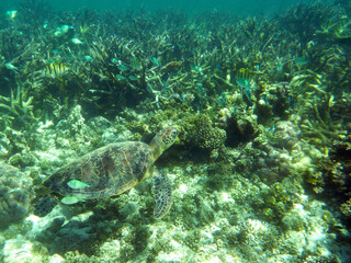 Obraz na płótnie Canvas A green sea turtle camouflaged by the reef