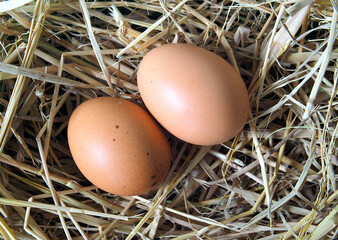 close up of fresh chicken eggs in the nest, organic eggs , good source of protein for health  