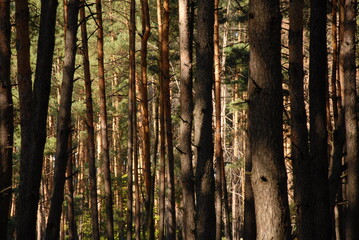 Green pine forest at summer