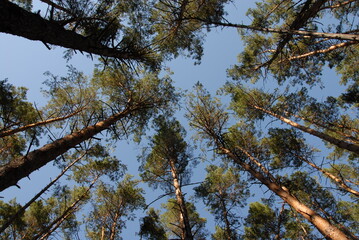 pine tree branches against blue sky